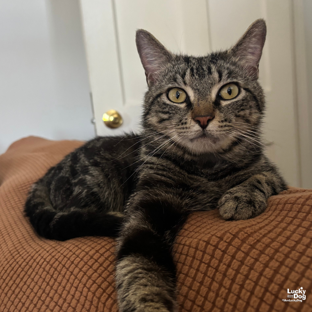 BULLSEYE - Domestic Shorthair available for adoption
