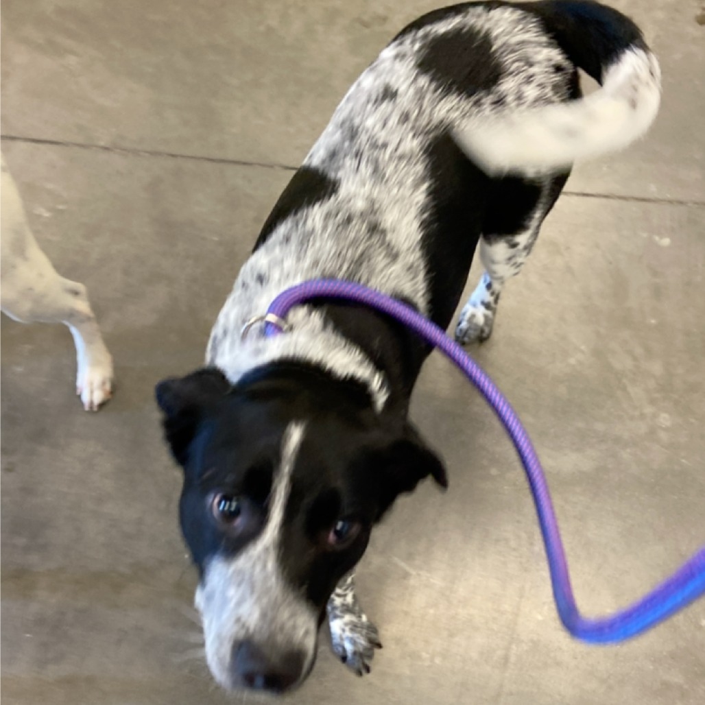 Photo of PGH-Stray-118794_2 3