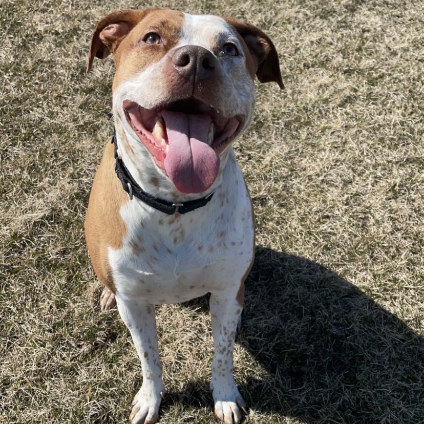Bentley - Home to Home, photo 13