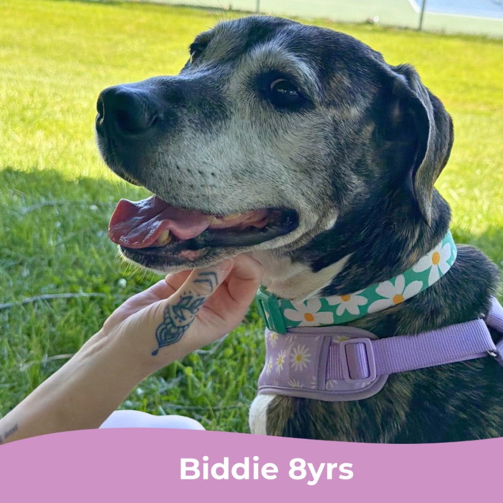 Biddie, photo 15