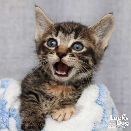 HEATHER - Domestic Shorthair available for adoption