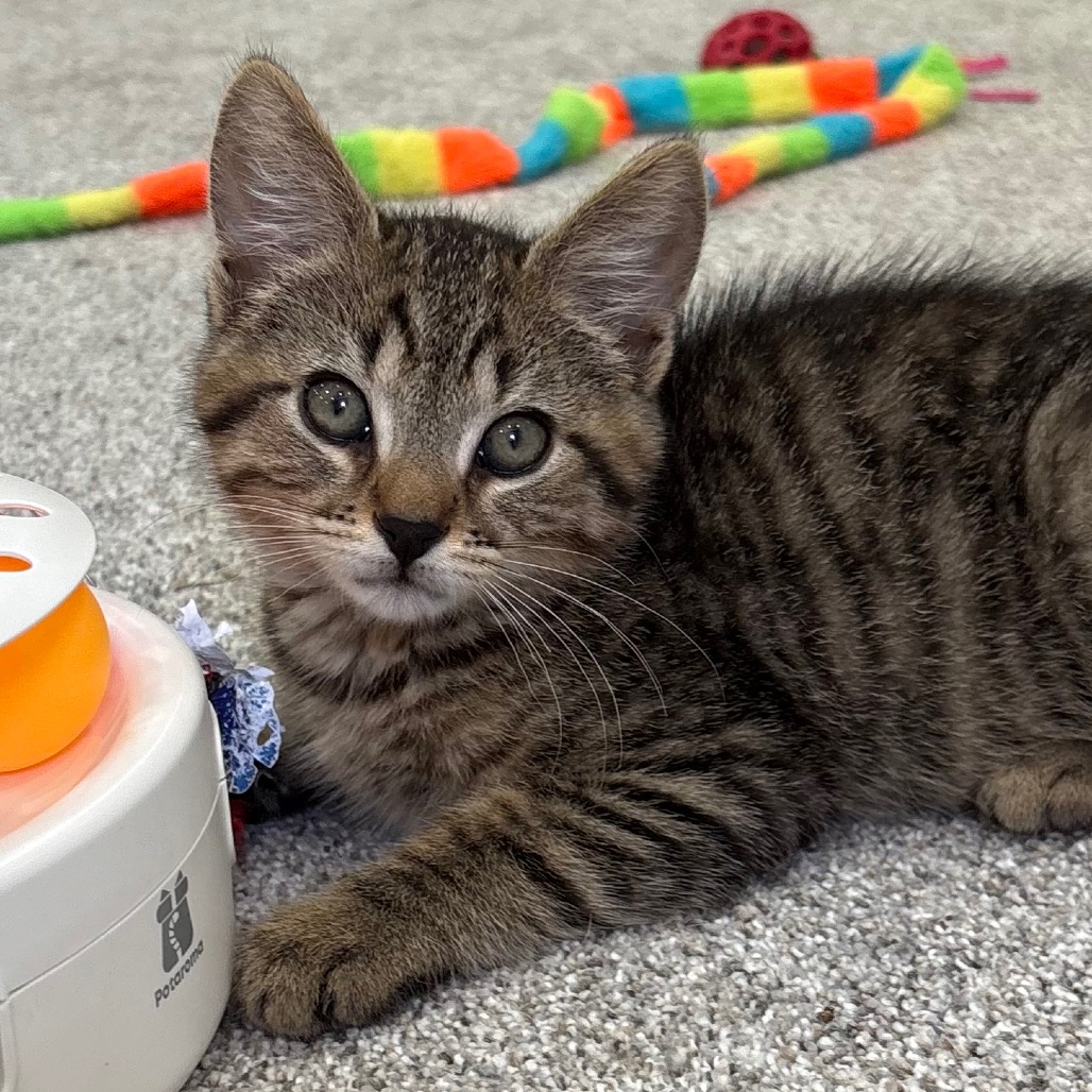 FAGE - Domestic Shorthair available for adoption