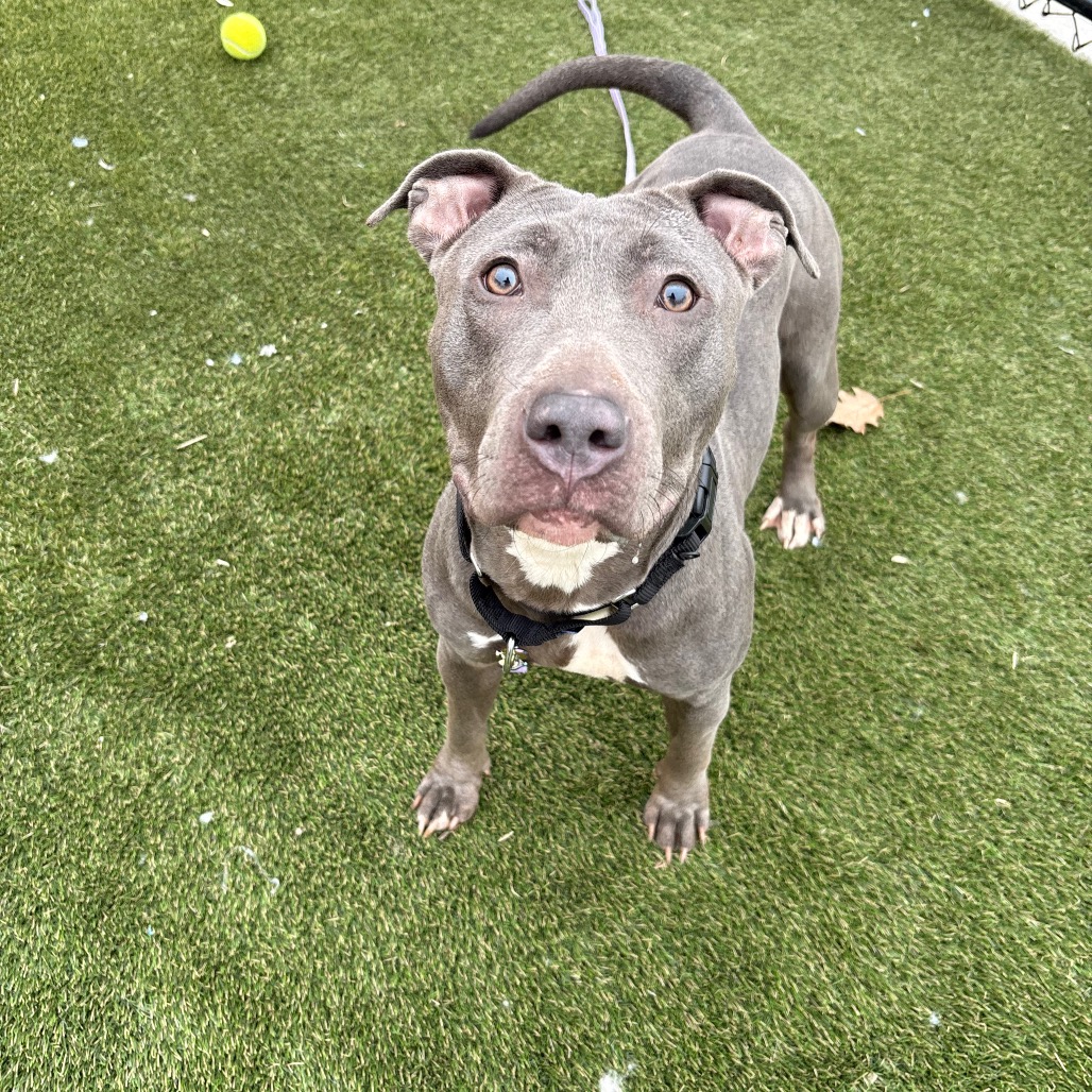 Diva — thumbnail 4