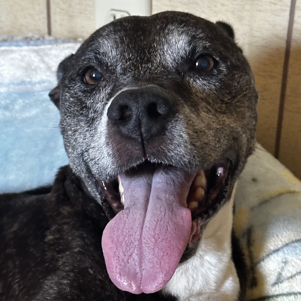 BONNIE MABEL - Boxer / Mix available for adoption