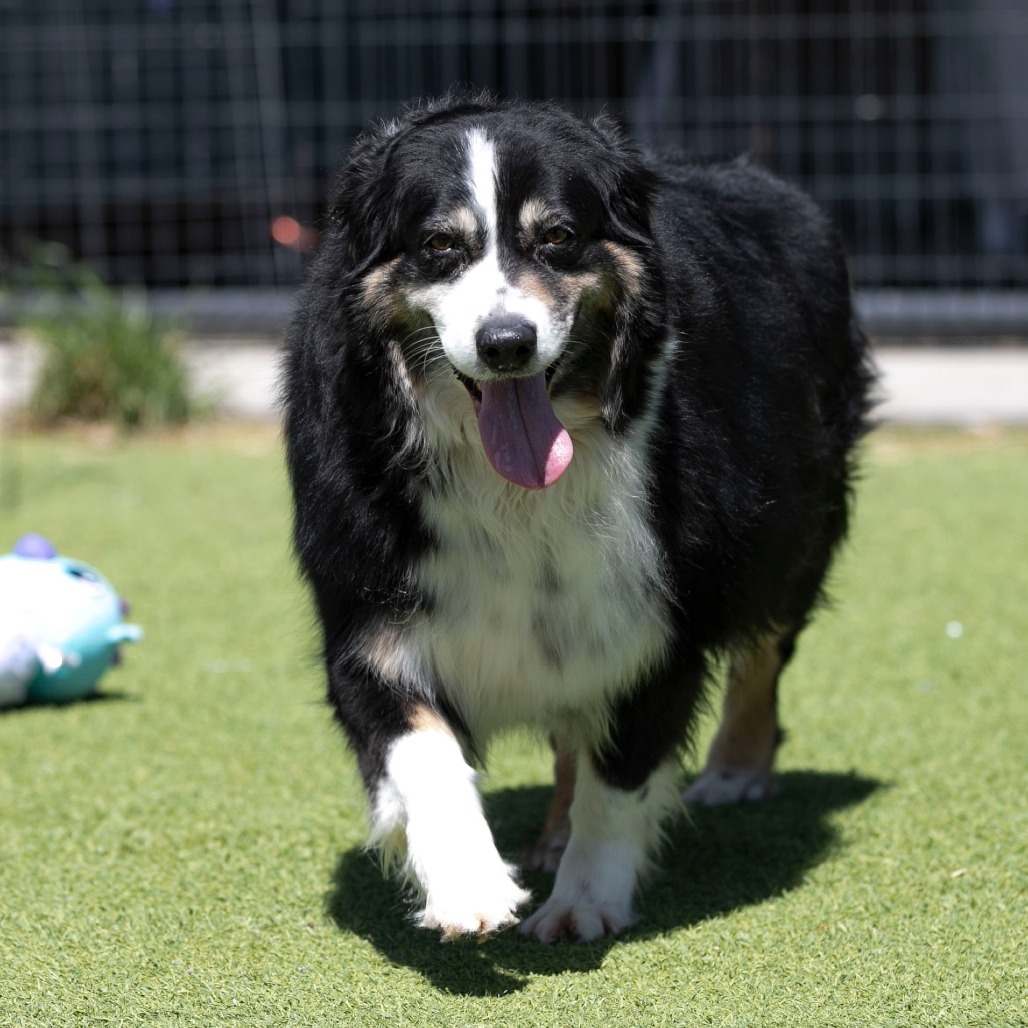 Zoey (MR26-337), photo 5