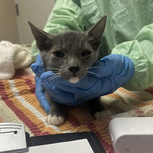 CATAN - Domestic Medium Hair available for adoption
