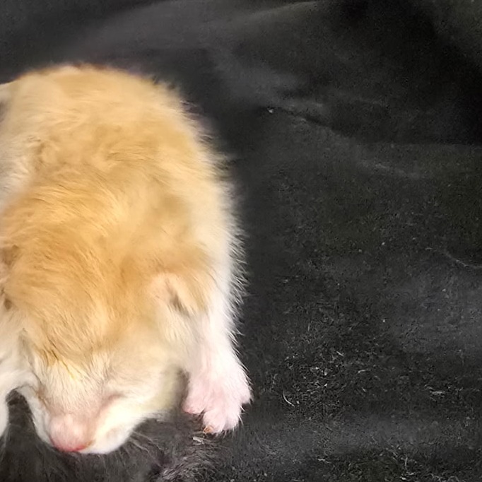 Kitten 3 8/30/26