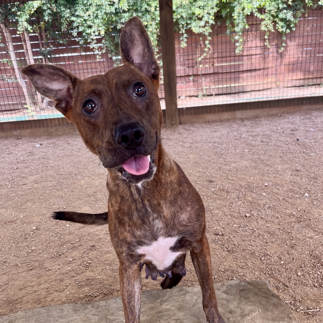 HUBBA BUBBA - Mixed Breed (Medium) available for adoption