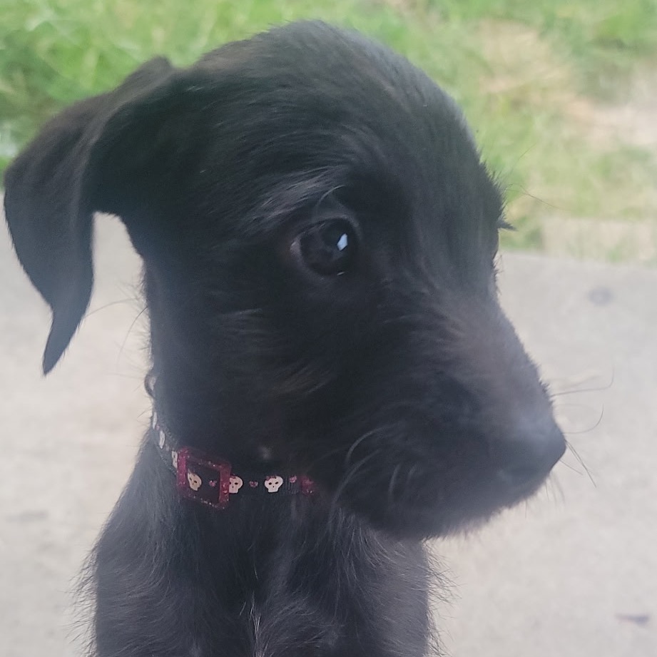 DAHLIA - Poodle / Mixed Breed (Medium) available for adoption