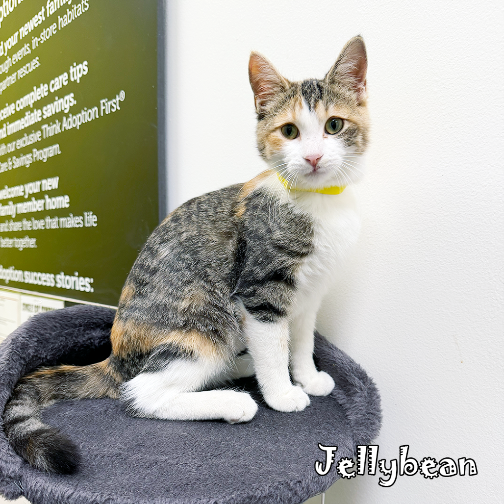 Jellybean @Paws and Purrs, an adoptable cat
