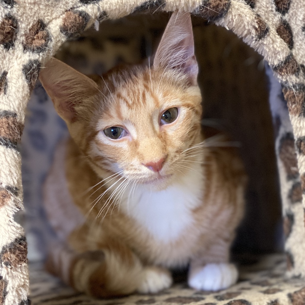 Atlas *Bonded with Dakota* - Costa Mesa Location