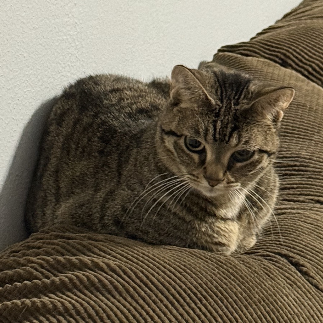 Harley, photo 18