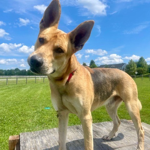 ASTRO - Shepherd / German available for adoption
