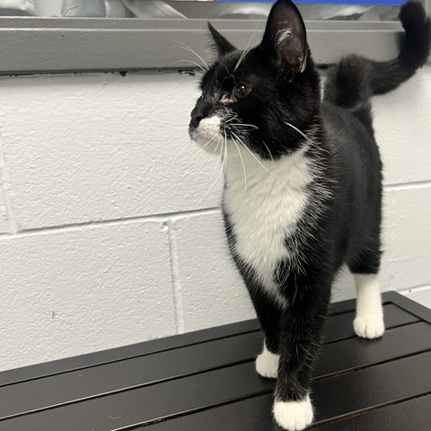 ATTICUS - Domestic Shorthair available for adoption
