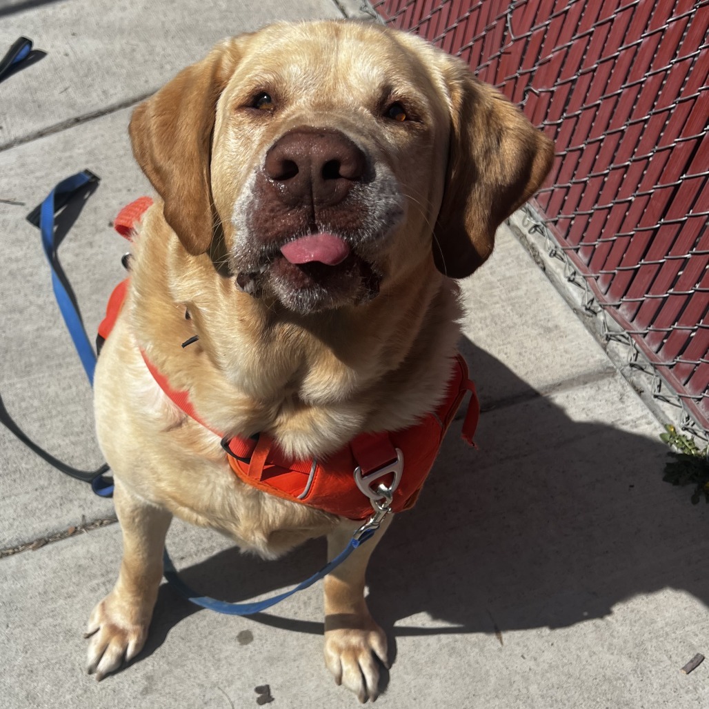Archie is available for adoption at Humane Society of Utah