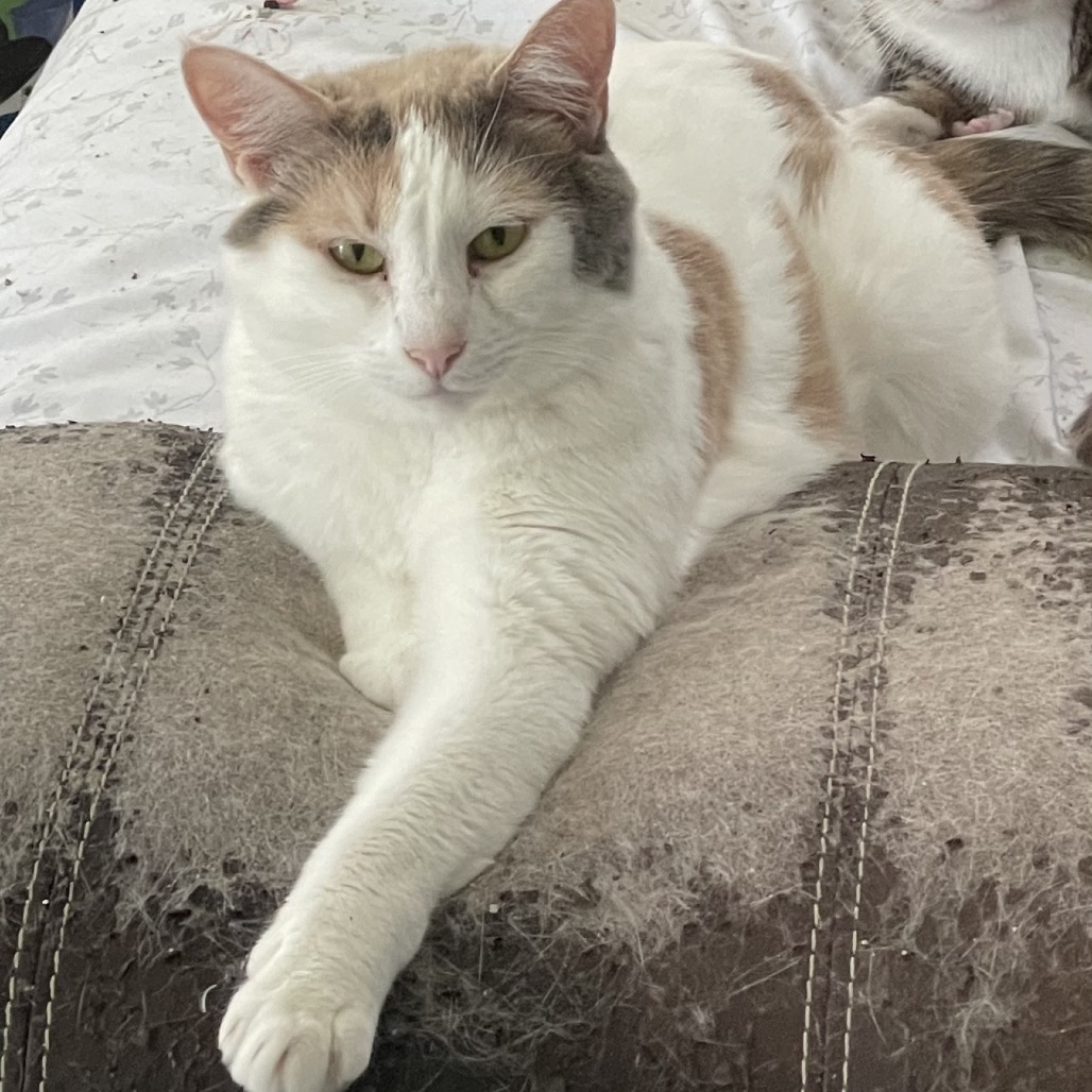 Pebbles the Cat