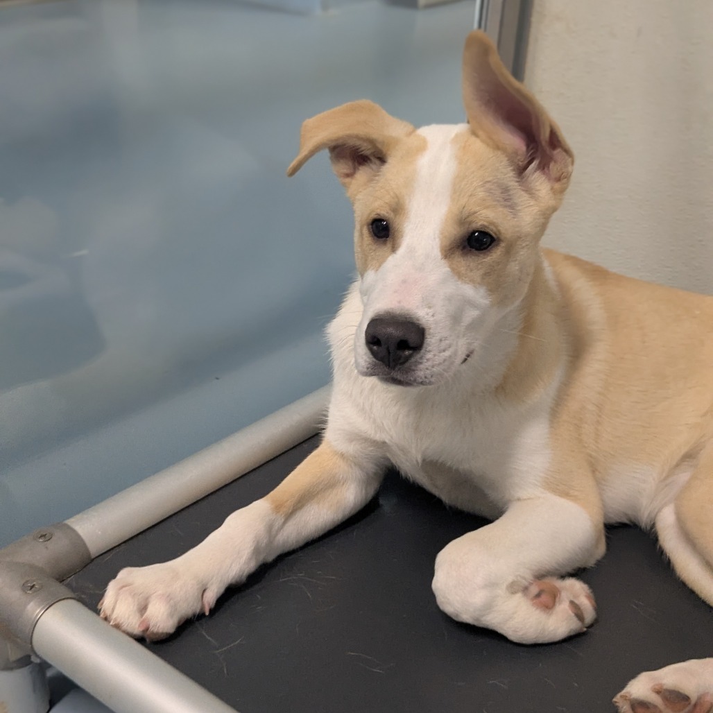 Blizzard — thumbnail 4