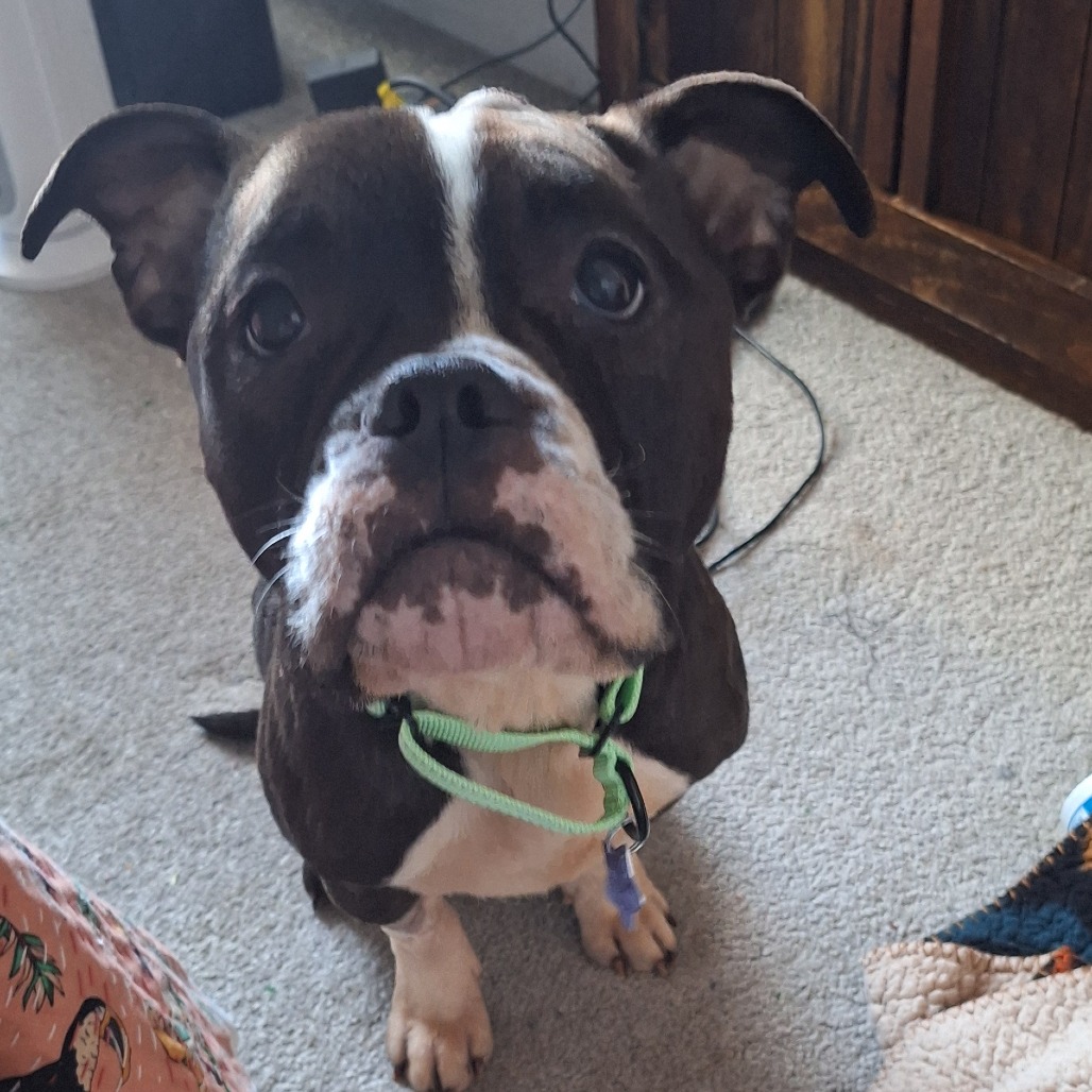 Zelda — thumbnail 2