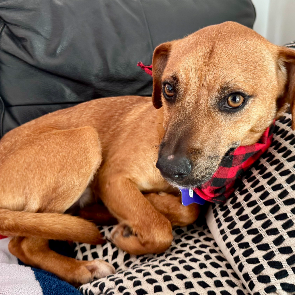 Rusty — thumbnail 2