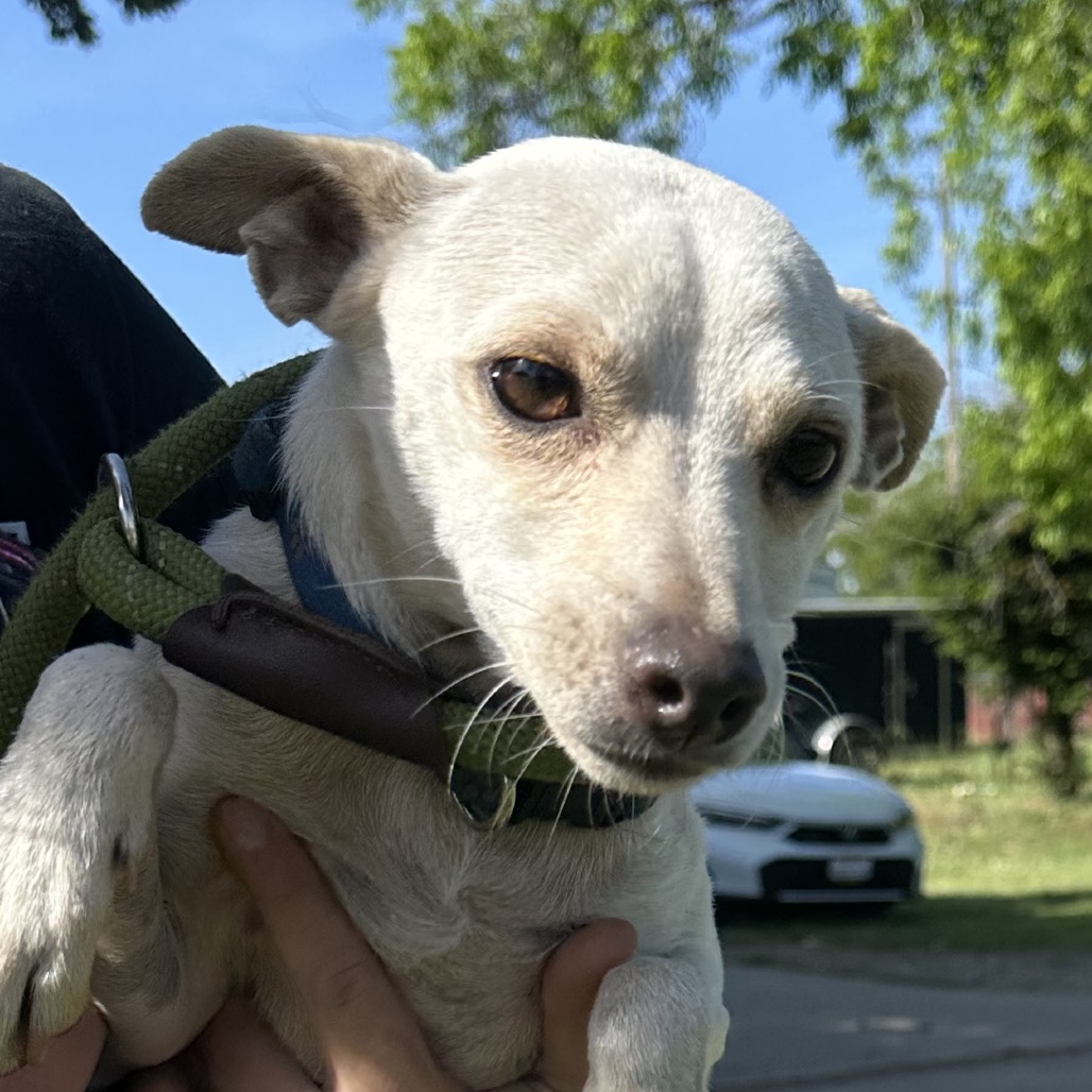 Carnelian — thumbnail 3