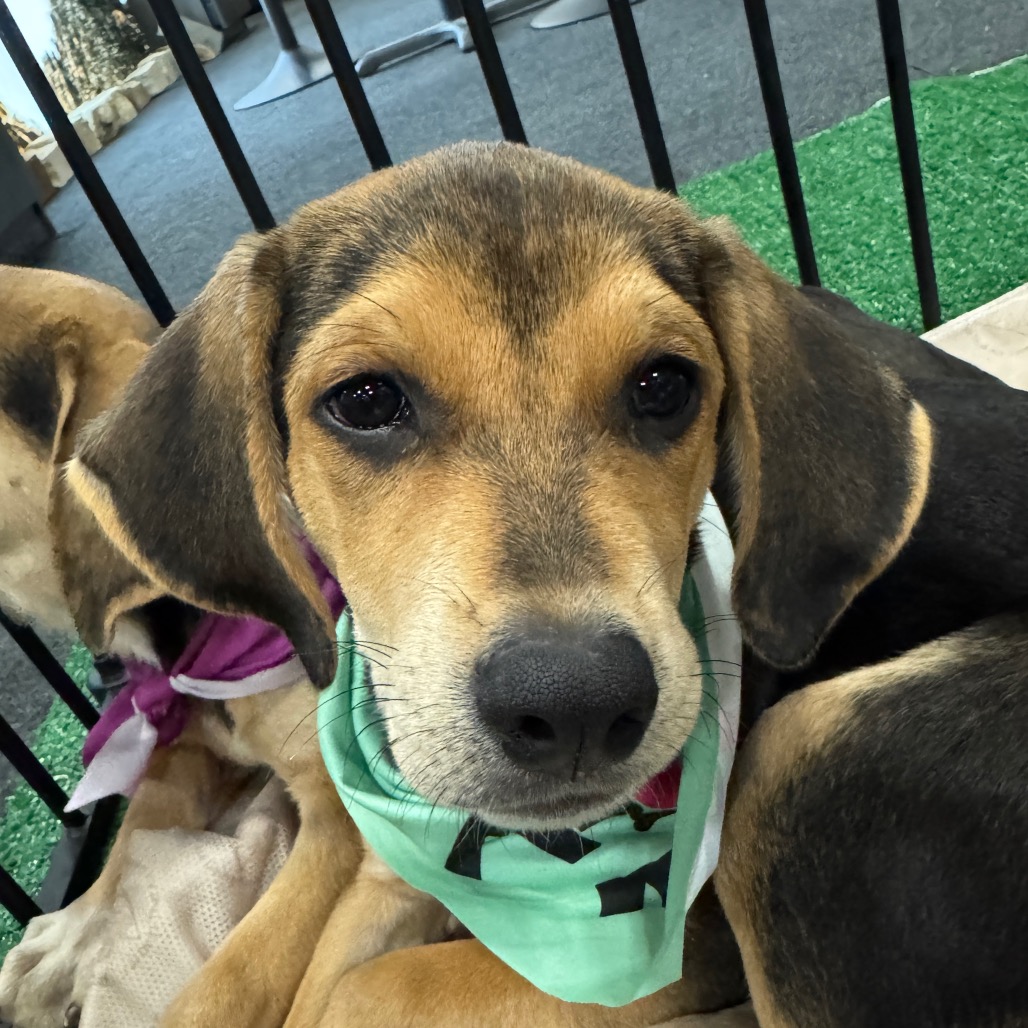 MAGNOLIA - Hound / Shepherd available for adoption