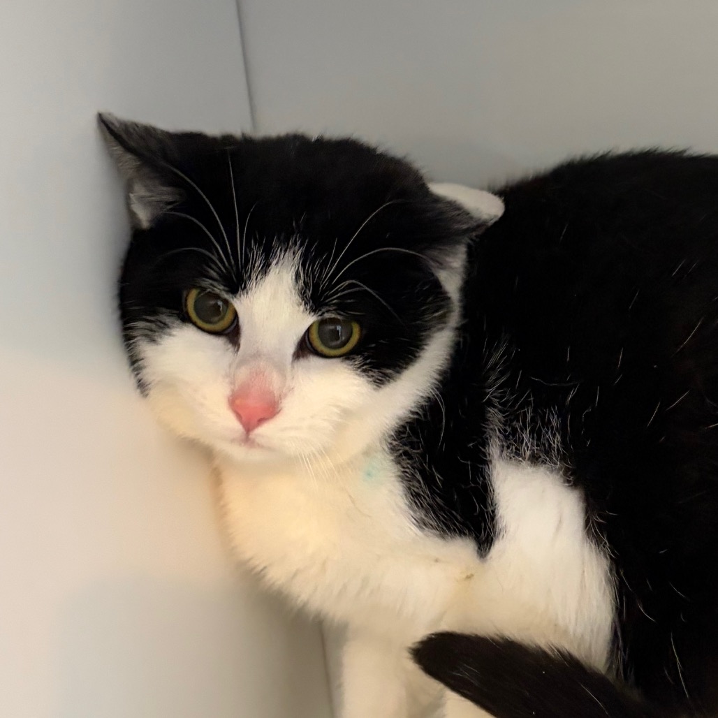 Scatter Bat — thumbnail 3