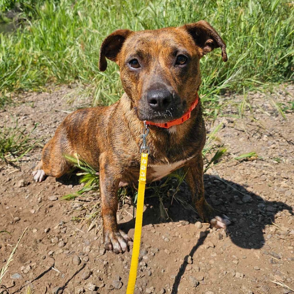 Skye — thumbnail 2