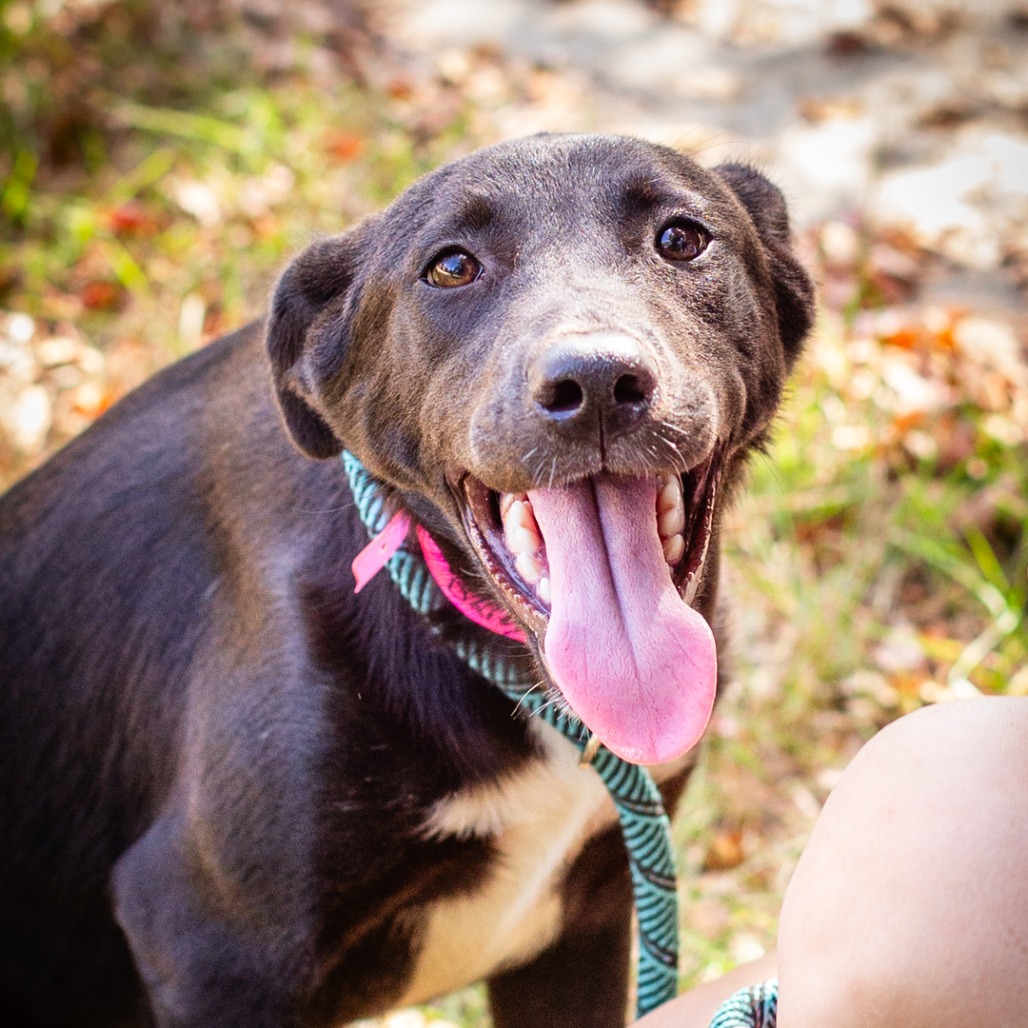 DAISY MAE - Retriever, Labrador / Feist available for adoption