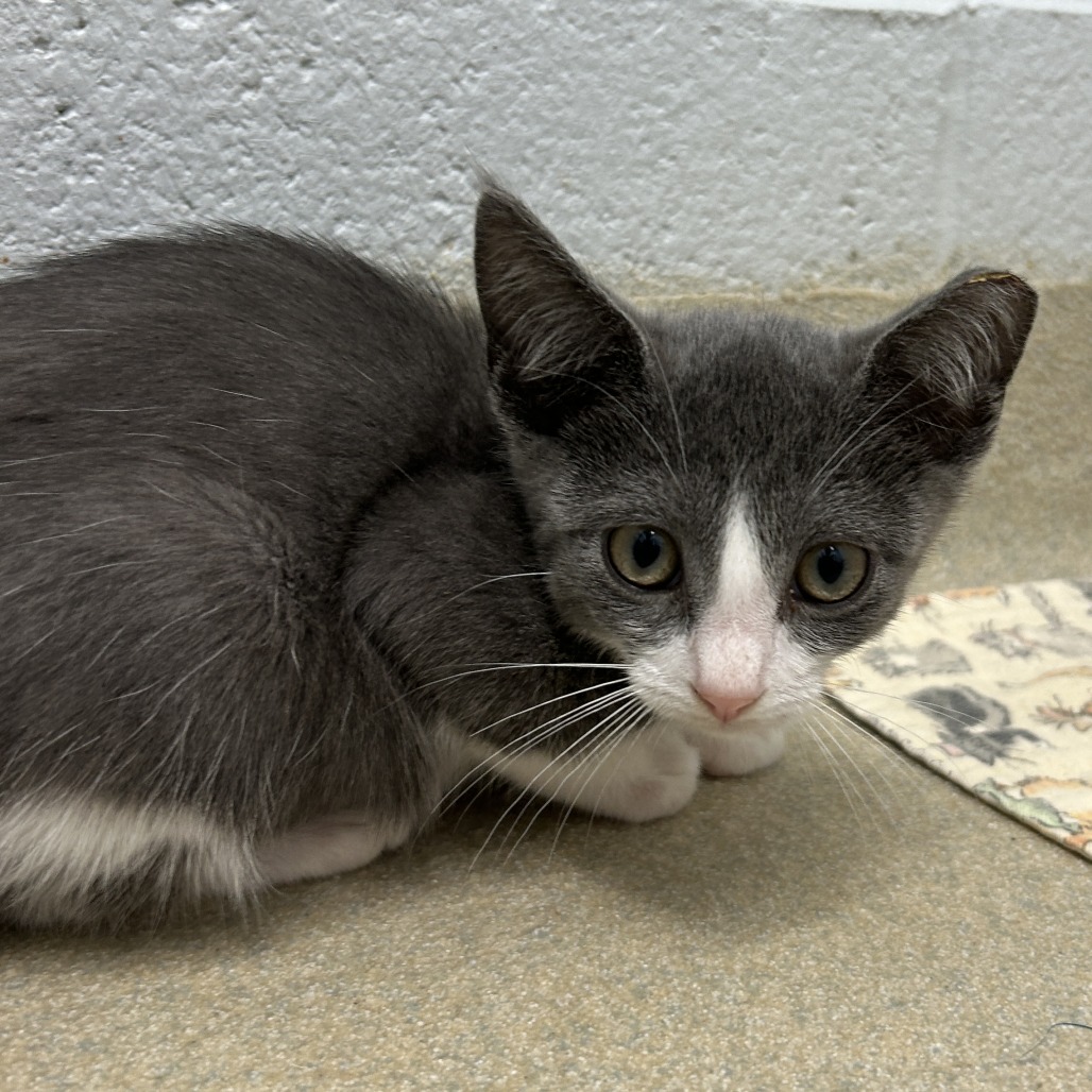 POLLY - Domestic Shorthair available for adoption
