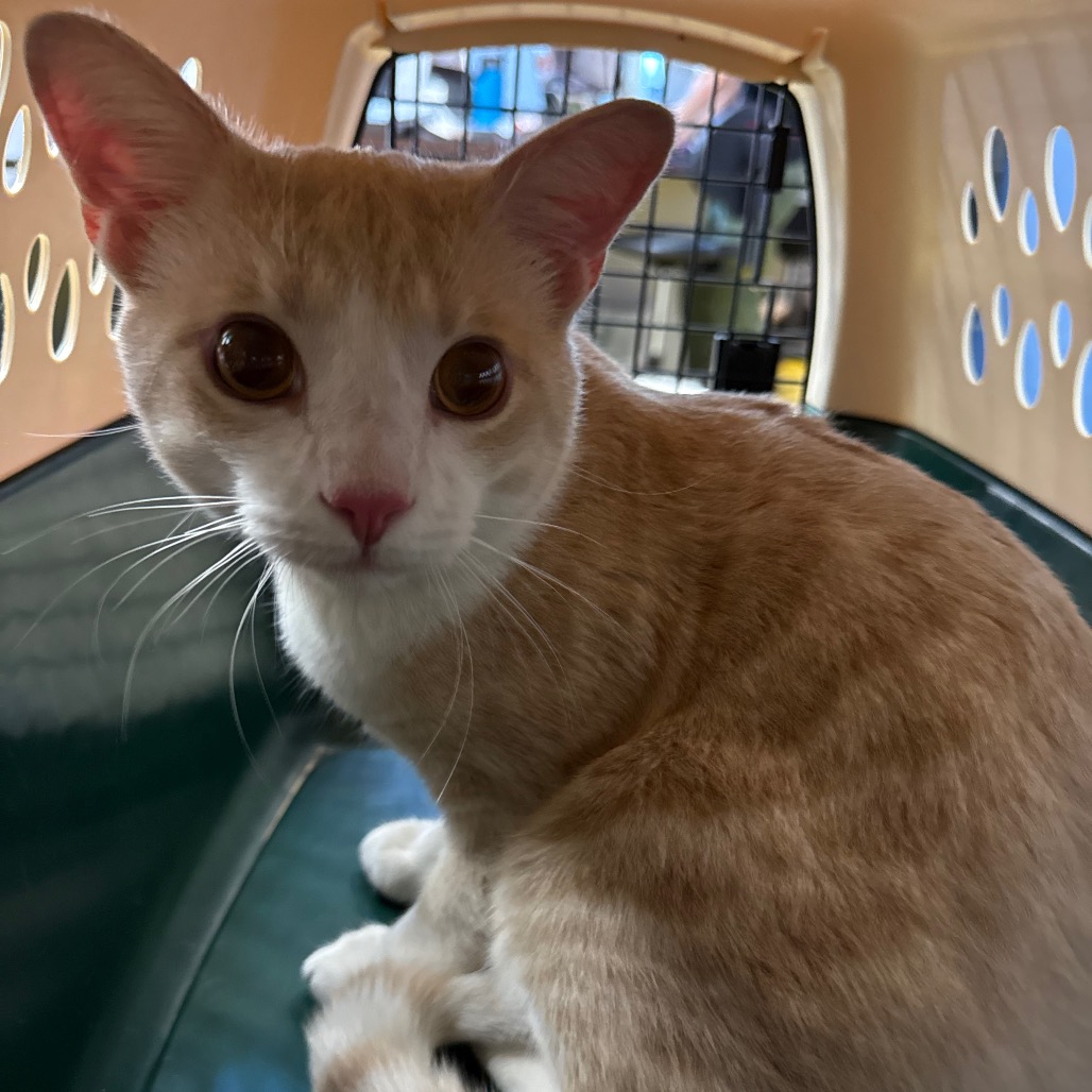 Photo of PGH-Stray-120615