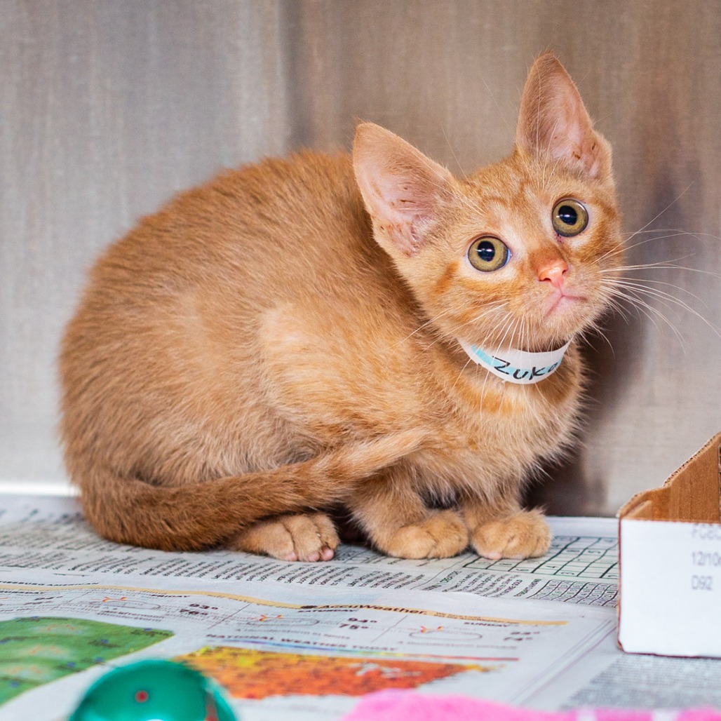 ZUKO - Domestic Shorthair available for adoption
