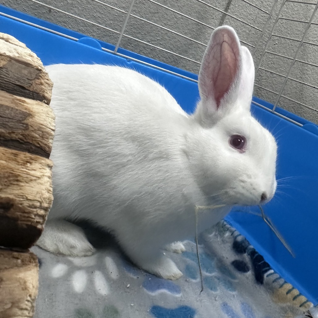 BLIZZARD (AND OLAF) - American Sable / Rex, Mini available for adoption