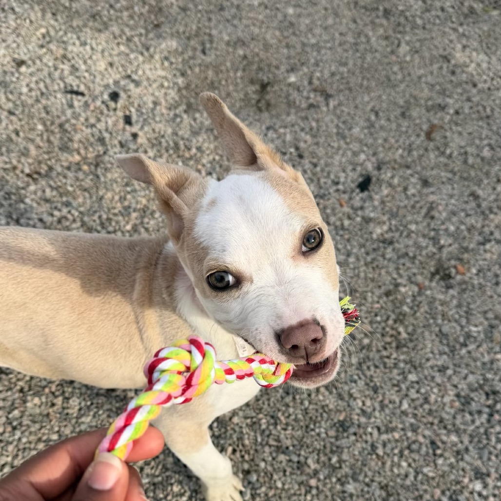 Rumble — thumbnail 2