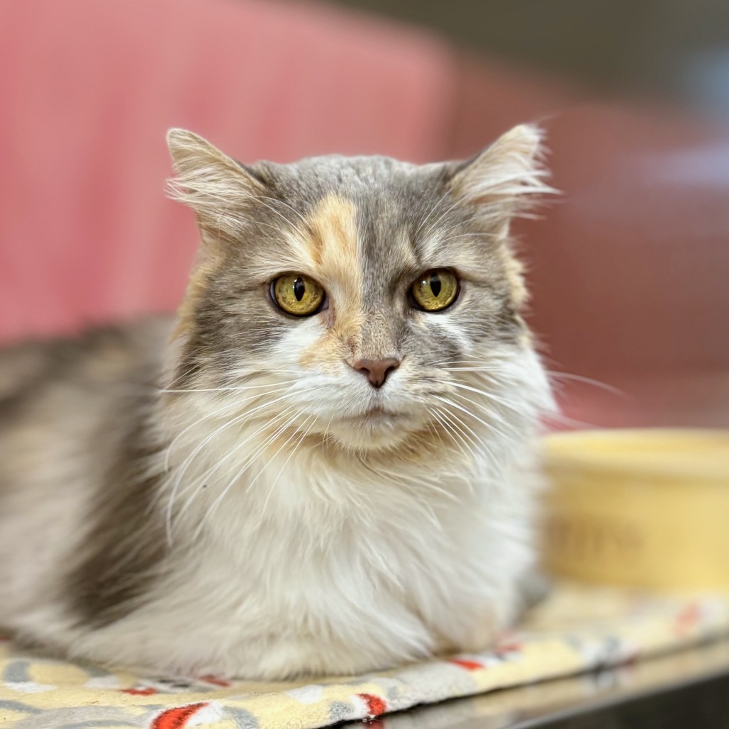 Miss Kitty, photo 4