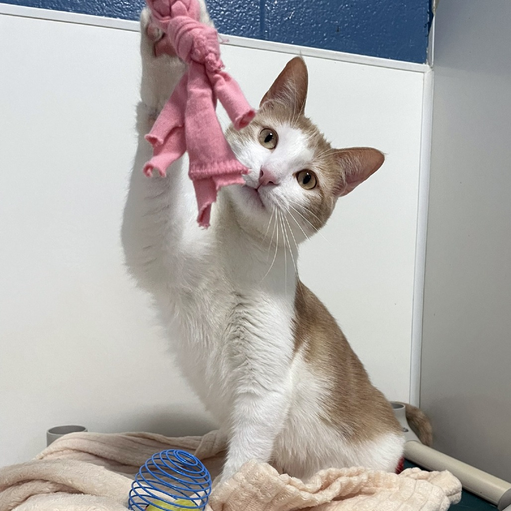 Xion — thumbnail 4