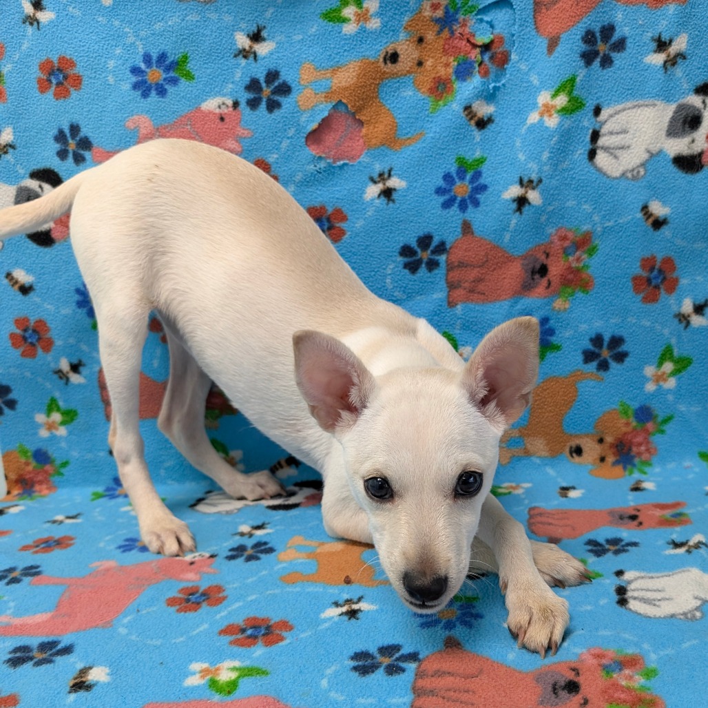 GLACIER — thumbnail 5