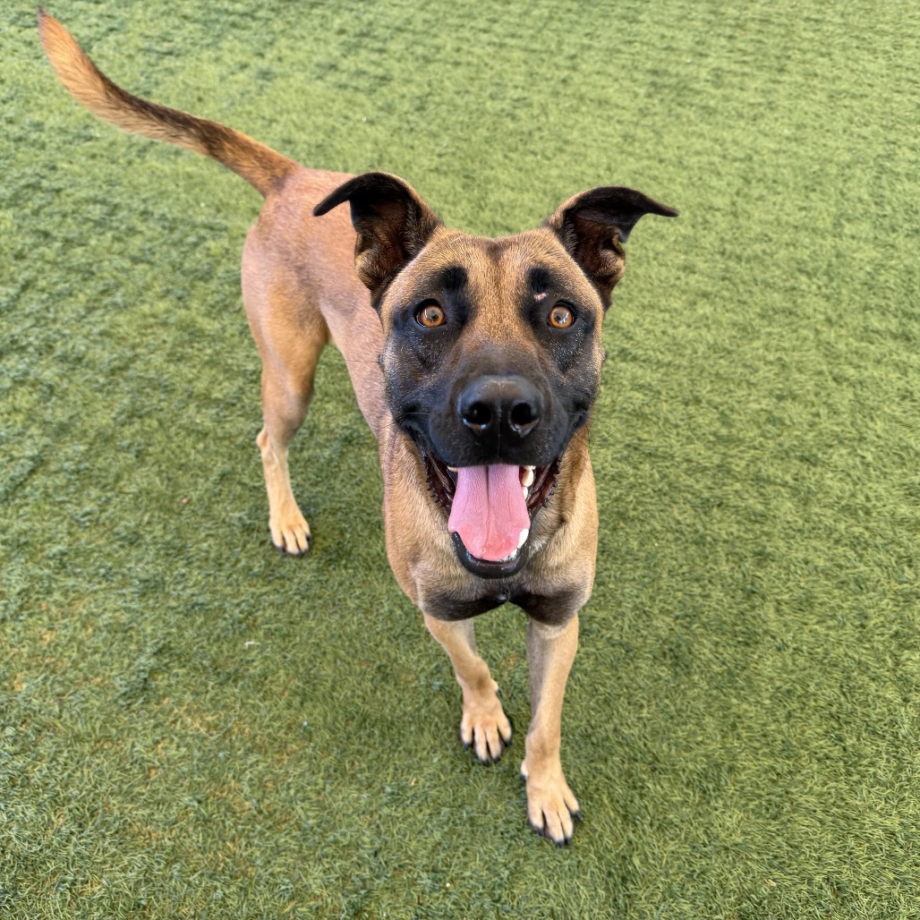 Belgian Malinois