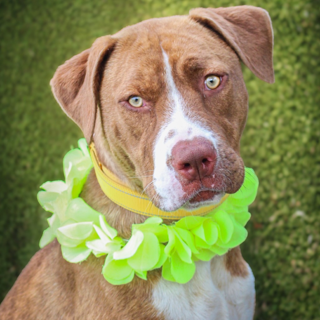 Honey , an adoptable dog at SPCA-BC