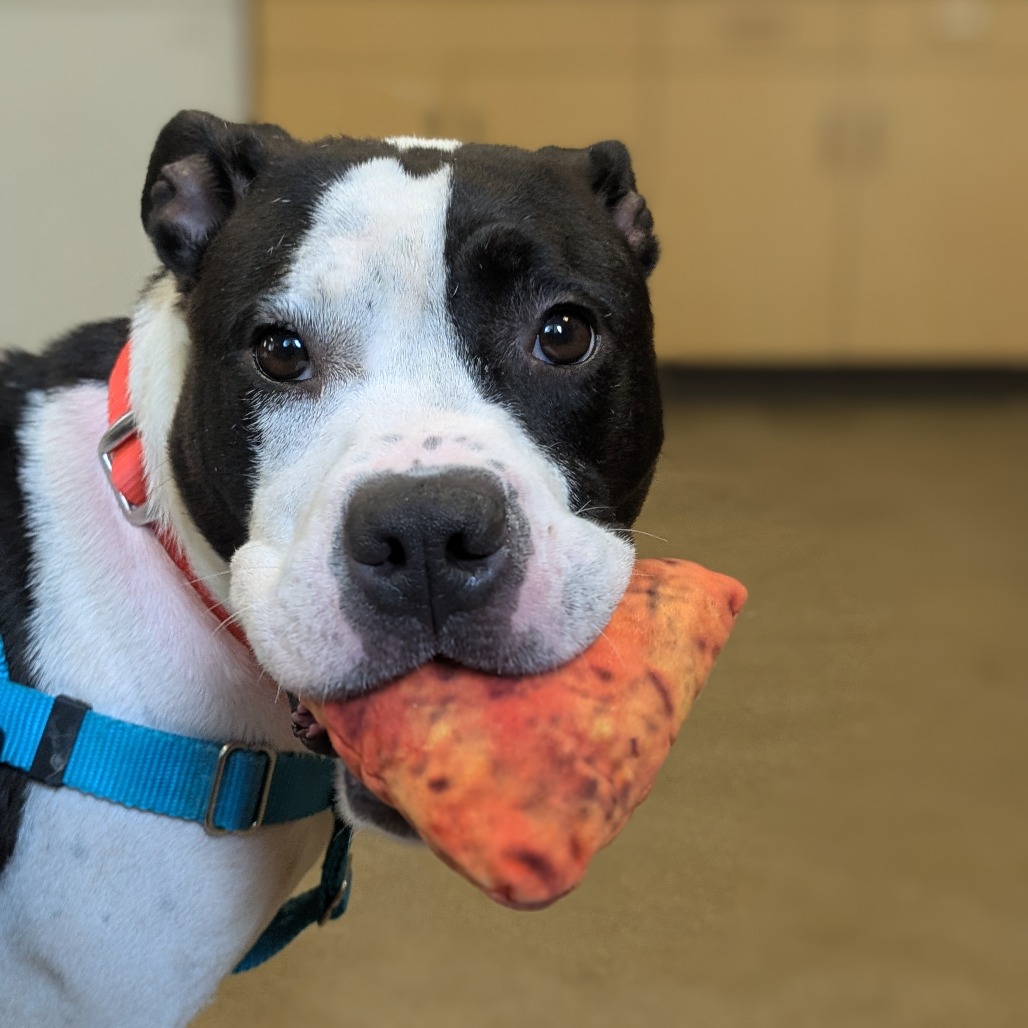 BITTY SWEET - Terrier / American Pit Bull available for adoption