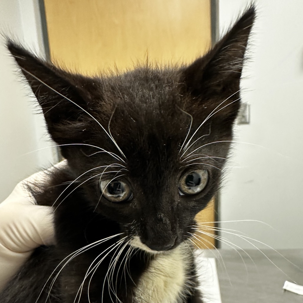 FIGHTING FALCON - Domestic Shorthair available for adoption