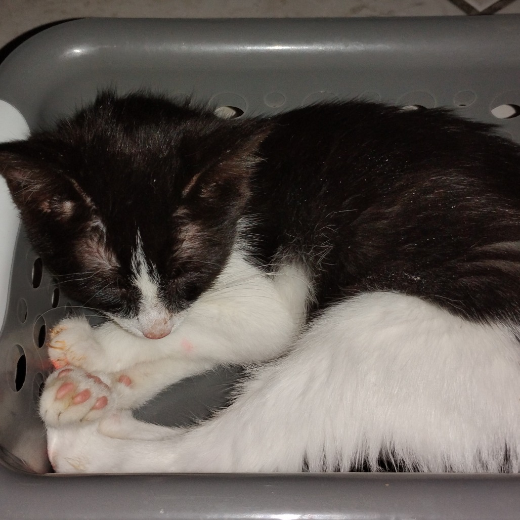 ROCKY ROAD - Domestic Shorthair available for adoption