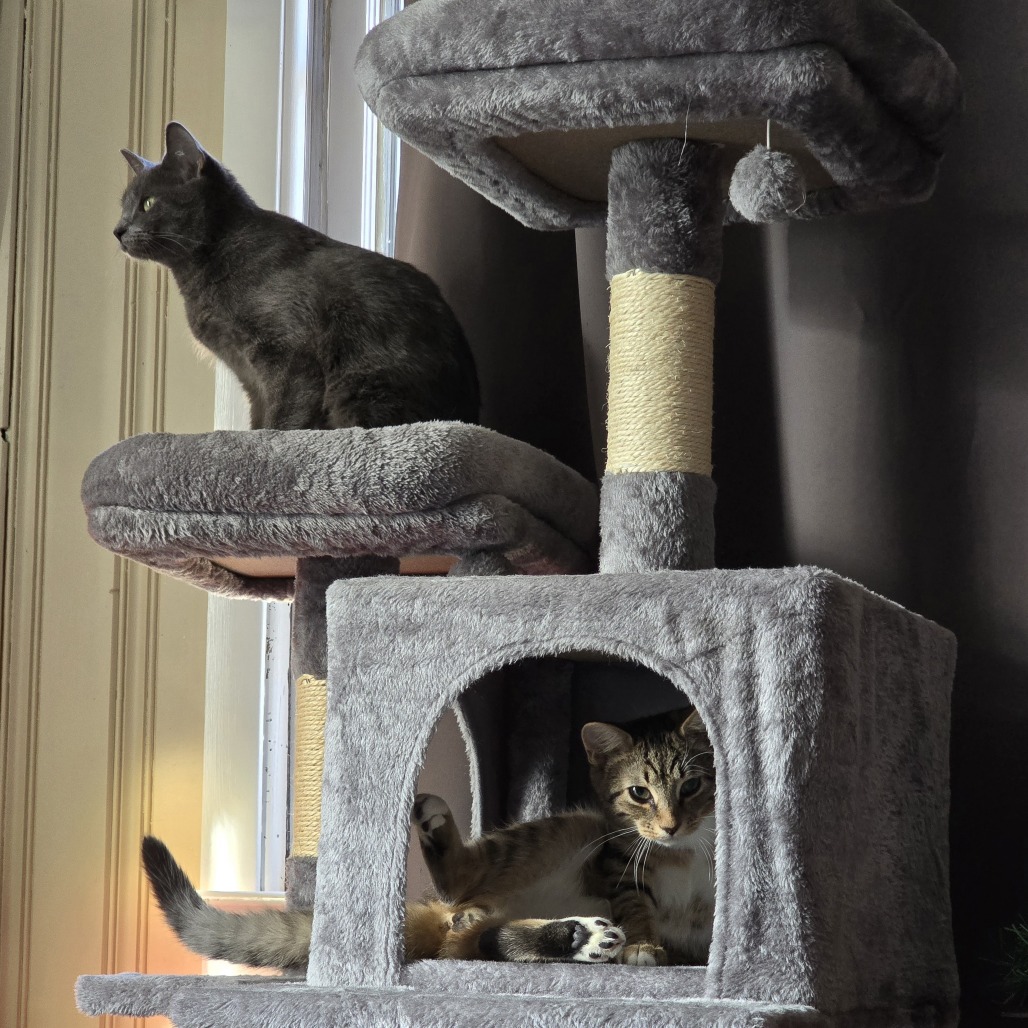 Tolu — thumbnail 3