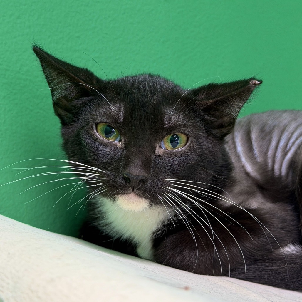 LINCOLN LOG - Domestic Shorthair for adoption in Dayton
