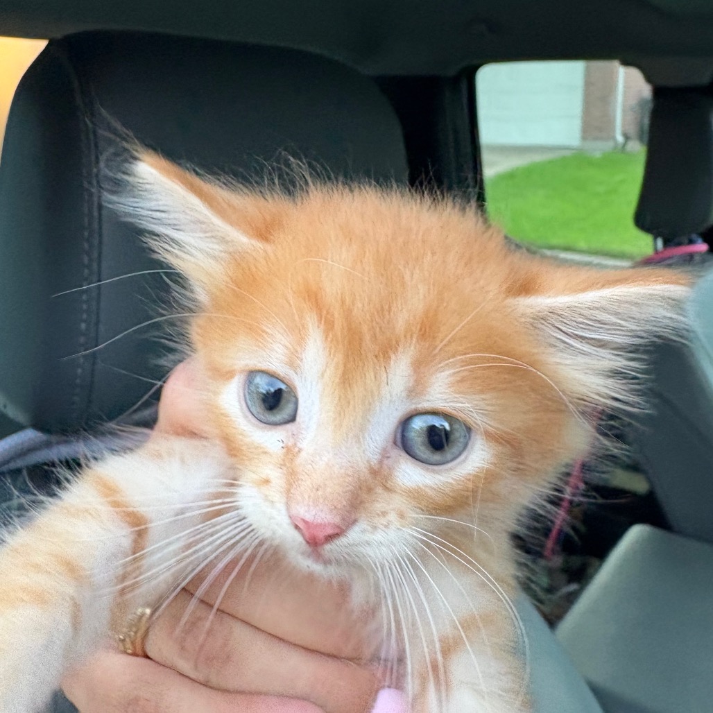 TIGGER (BLU) - Domestic Medium Hair / Domestic Medium Hair available for adoption