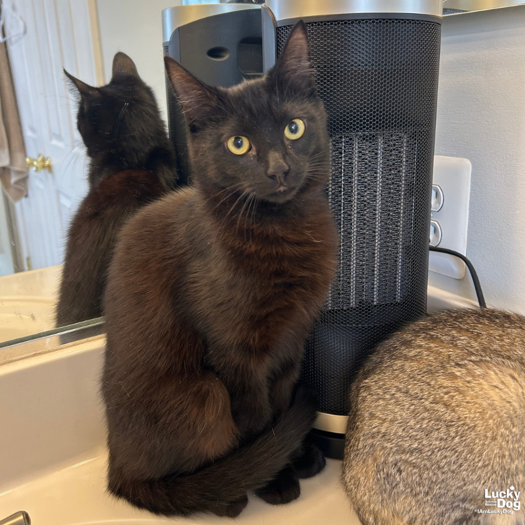 JJ - Domestic Shorthair available for adoption
