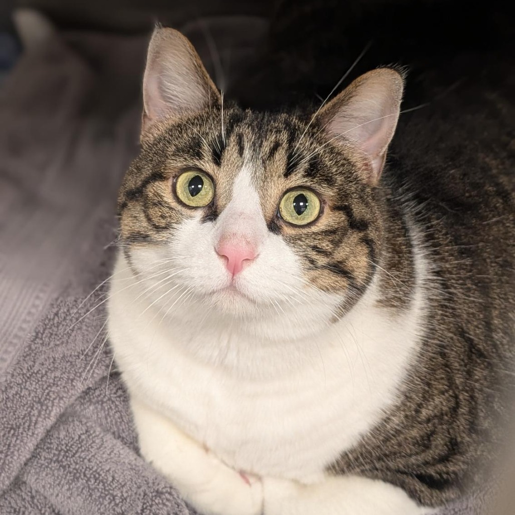 BAXTER - Domestic Shorthair available for adoption
