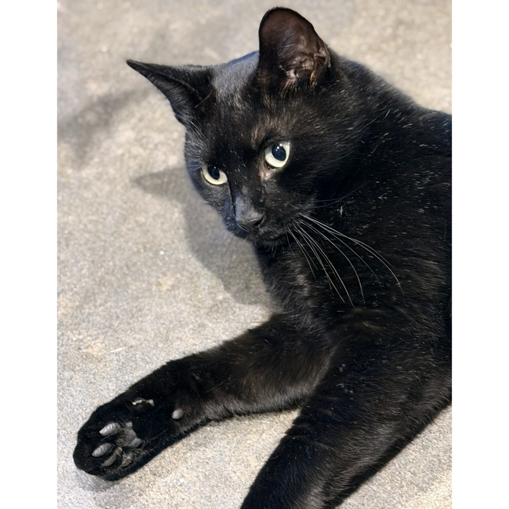 Blossom — thumbnail 9