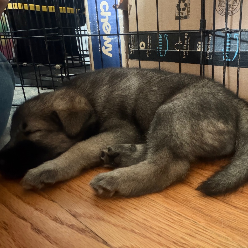 NORA (CAN LEAVE 10/4) - Husky / Mixed Breed (Medium) available for adoption