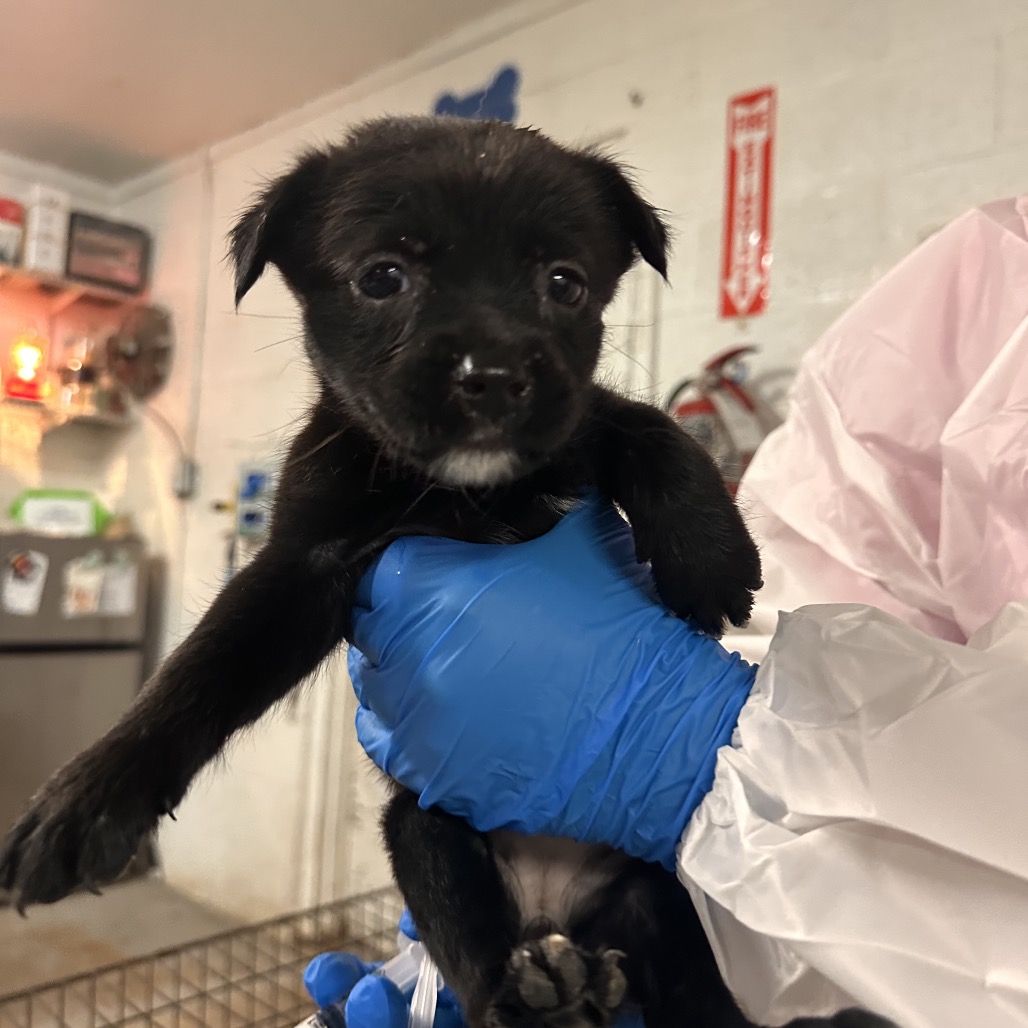 Chrissy, available for adoption at PVAS