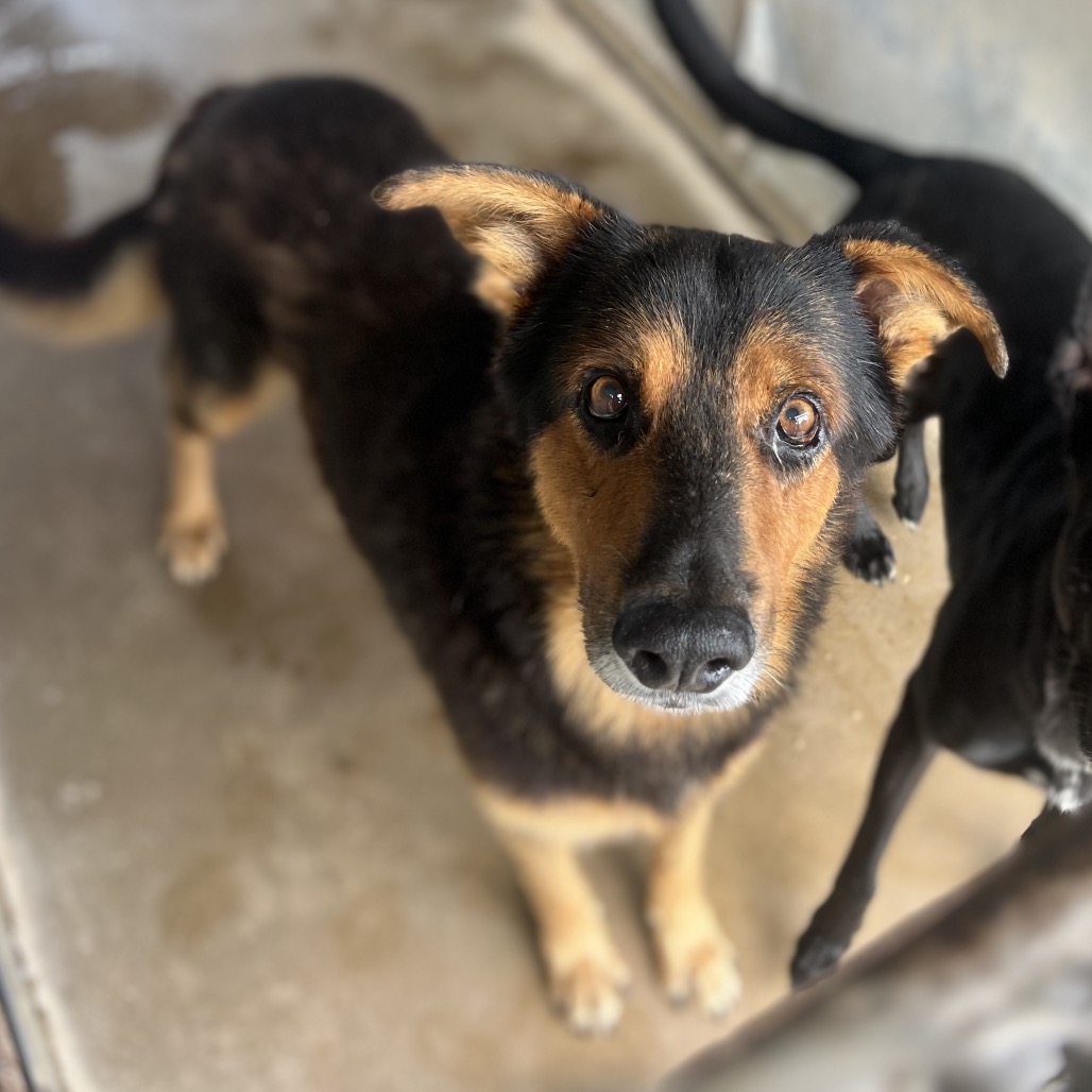 AVISPA - Shepherd / Mix available for adoption